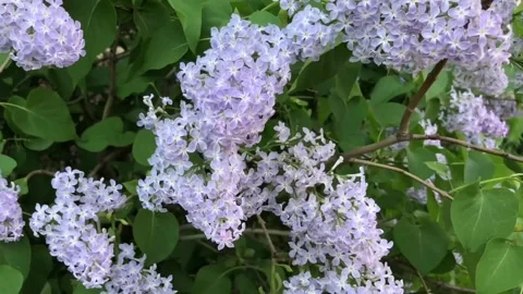 Fragrant lilac spring bloom Stock Footage 308452988