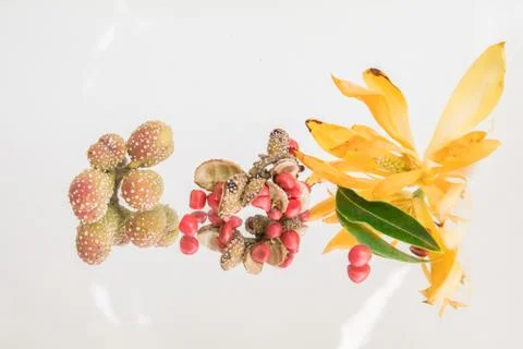 Fragrant Michelia champaca arrangement Stock Photos