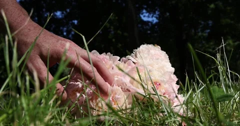 Fragrant milky pink peonies on the background of a green park in the spring Stock Footage 328447687