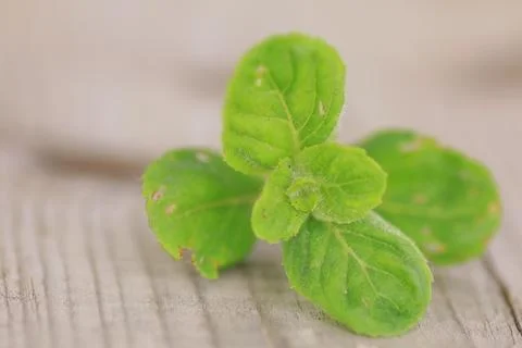 Fragrant mint freshness of summer Stock Photos
