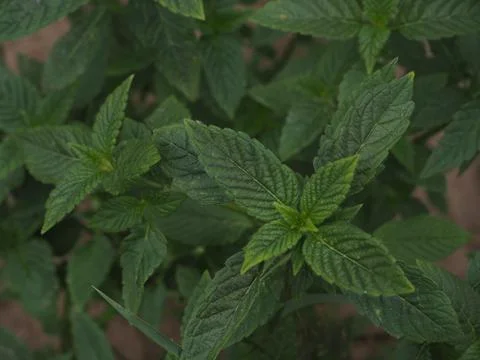 Fragrant mint grows in the garden. Stock Photos