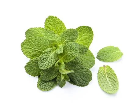 Fragrant mint with leaves Stock Photos