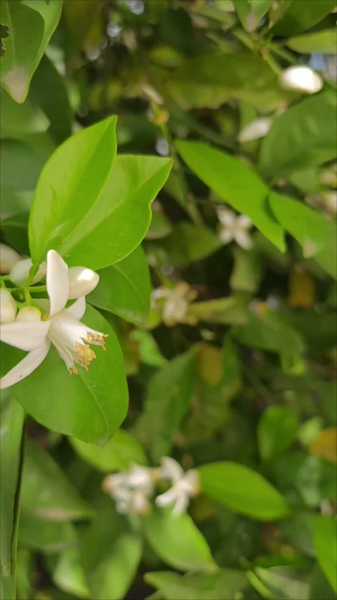 Fragrant Orange Blossoms in Spring Bloom Stock Footage 306013372