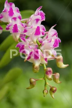 Fragrant orchid ;aerides orchid ,specific name aerides koki Stock Photos