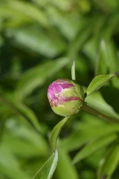 Fragrant peony Stock Photos