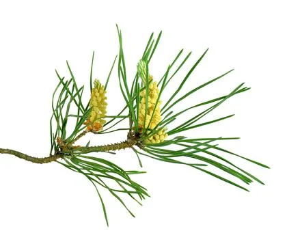 A fragrant pine tree with cones. Isolated. Christmas decor. Close-up. Stock Photos