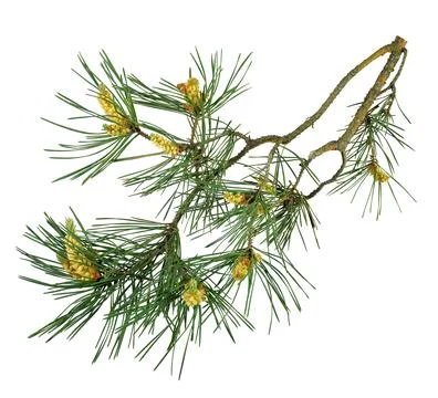 A fragrant pine tree with cones. Isolated. Christmas decor. Close-up. Stock Photos