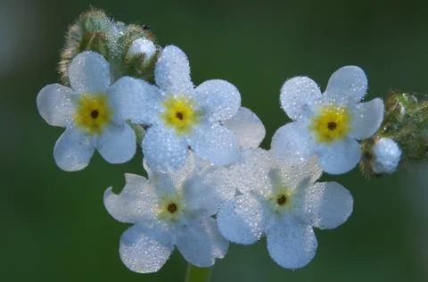 Fragrant Popcorn Flower Stock Photos