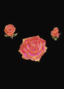 Fragrant rose blooms Stock Illustration