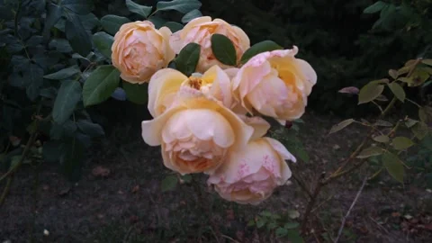 Fragrant rose buds on a bush Stock Footage 317577343