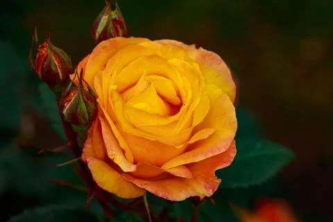 Fragrant Rose in Full Blossom Stock Photos
