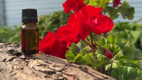 Fragrant Rose Geranium Essential Oil Stock Footage 248501533
