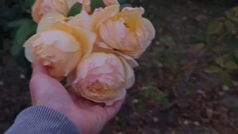 Fragrant rosebuds in hands Stock-Footage 317577387