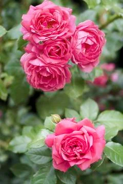 Fragrant roses bloomed in spring Stock Photos