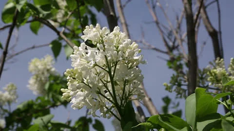 Fragrant spring Video stock 22770048
