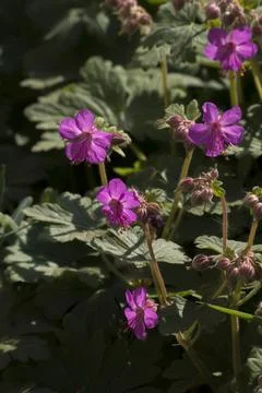 The fragrant stork's-nose (Geranium macrorrhizum) blooms in the garden in spr Fotos de archivo