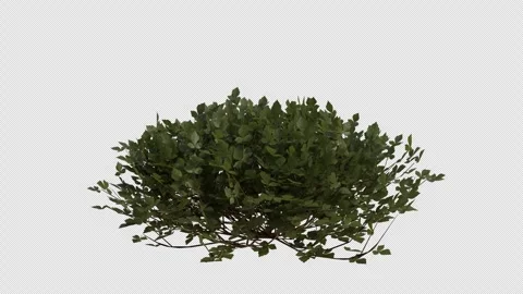 Fragrant Sumac blowing in the wind Loop Animation. Alpha Channel Video stock 307632483