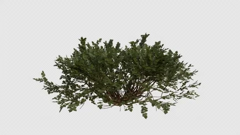 Fragrant Sumac blowing in the wind Loop Animation. Alpha Channel Stock Footage 307632690