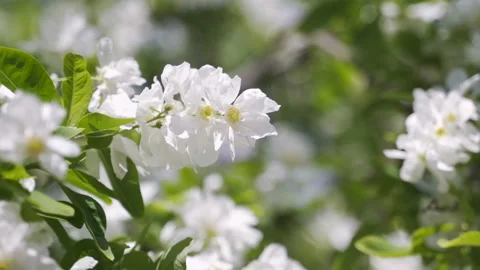 Fragrant white apple flowers on a warm spring day. Beautiful garden. Stock Footage 157680940
