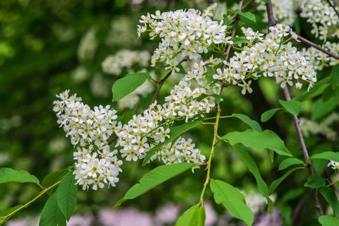 Fragrant white bird cherry on the background of bokeh Stock Photos