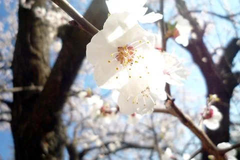 Fragrant white spring flowers Stock Photos