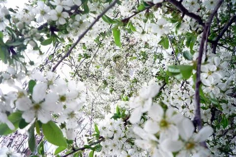 Fragrant white spring flowers Stock Photos
