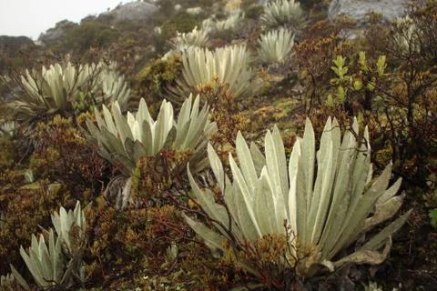 Frailejones Stock Photos