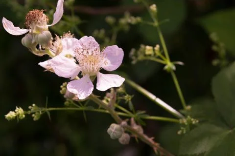 Frailty Stock Photos