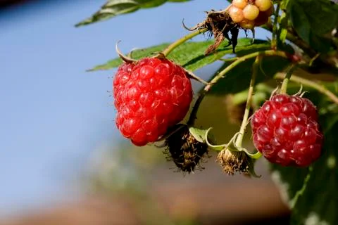 FRAMBOISE Stock Photos