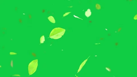 On frame 1, green leaf shapes drifting, clustering on transparent field, showing Stock Footage 348242532