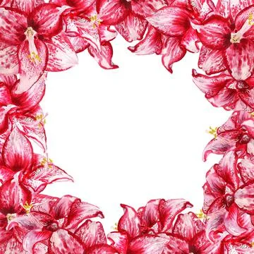 Frame with amaryllis Stock Illustration