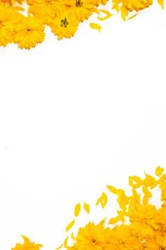 Frame and border pattern of bright yellow flowers on white background Stock Photos