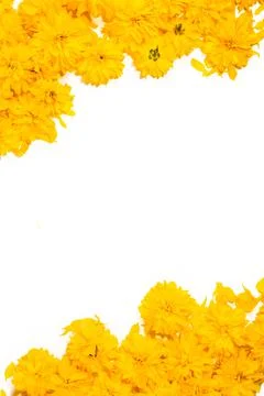 Frame and border pattern of bright yellow flowers on white background Stock Photos
