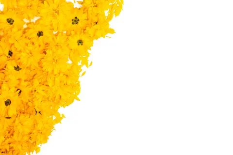 Frame and border pattern of bright yellow flowers on white background Stock Photos