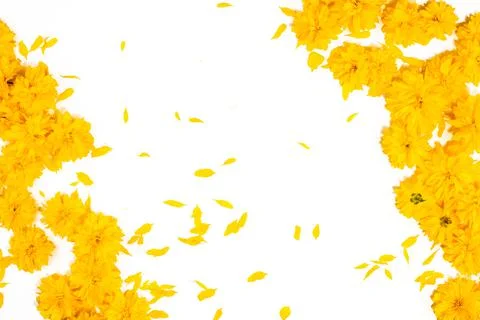 Frame and border pattern of bright yellow flowers on white background Stock Photos