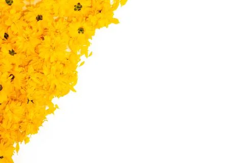 Frame and border pattern of bright yellow flowers on white background Stock Photos