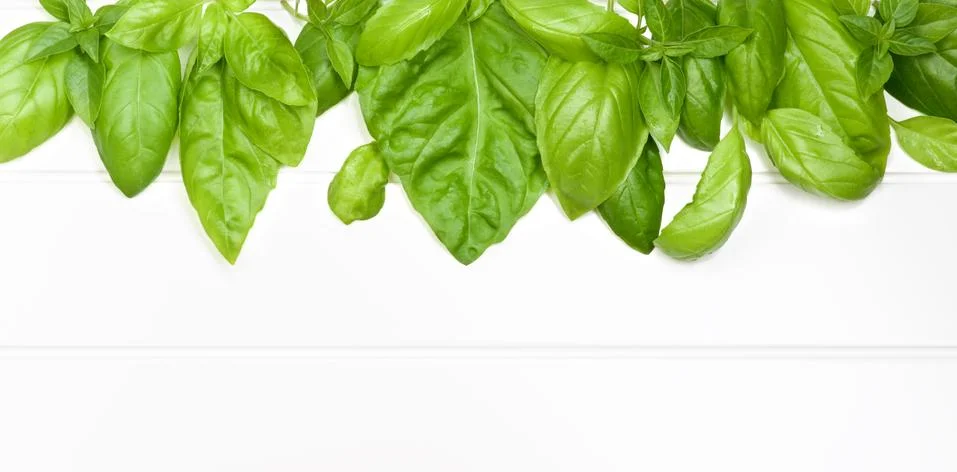 Frame of Basil Leafs Stock Photos