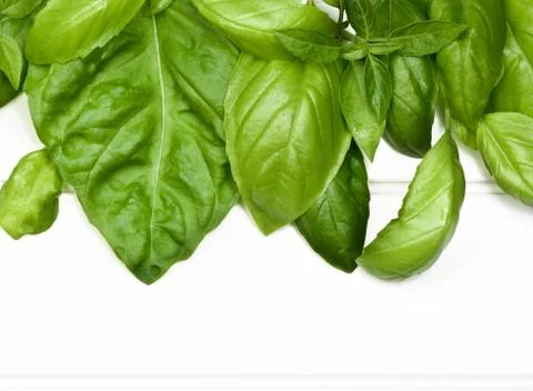 Frame of Basil Leafs Stock Photos