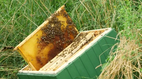 Frame of a bee hive on top of bee hive box Stock Footage 136362584