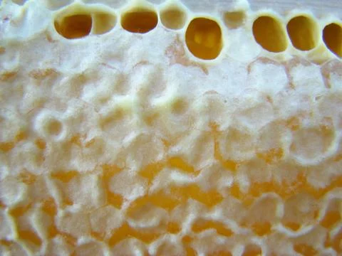 Frame with bee honeycombs Stock Photos