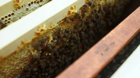 Frame for bees close-up in the hands of a beekeeper Stock-Footage 100548037