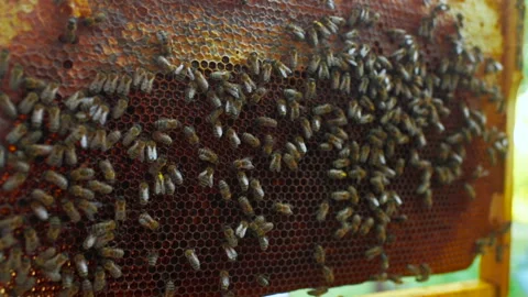 Frame for bees close-up in the hands of a beekeeper Stock Footage 100924792