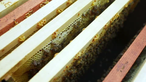 Frame for bees close-up in the hands of a beekeeper Stock-Footage 100925713