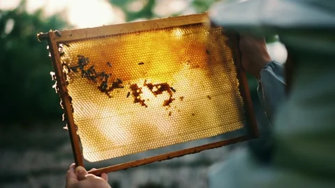 Frame for bees close-up in the hands of a beekeeper Stock Footage 224302800