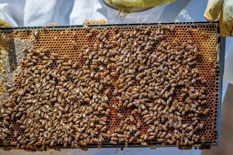 A Frame of Bees Stock Photos