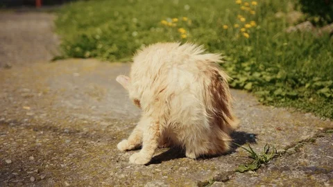 Frame behind red cat is washed on a sunny day outdoors domestic pet red funny Stock Footage 102749625