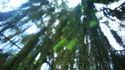 Frame from below pine branches in the woods trees light sunlight beautiful Stock Footage 98646740