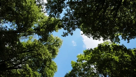 Frame from below view of green tree of the sunny day environment natural Stock Footage 98644815