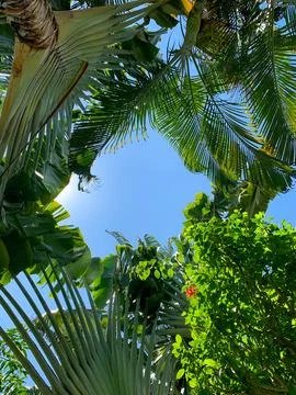 The frame of blue sky is surrounded by tropical plants with flower Stock Photos