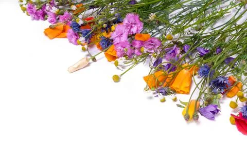 Frame (border)  of delicate flowers. Spring yellow, purple, pink flowers on w Stock Photos